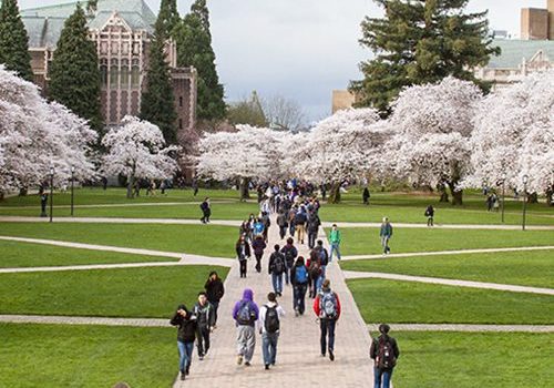 People stroll along the pathways of a university campus, soaking in the beauty as cherry blossom trees line their walkways—a perfect backdrop for college tours.